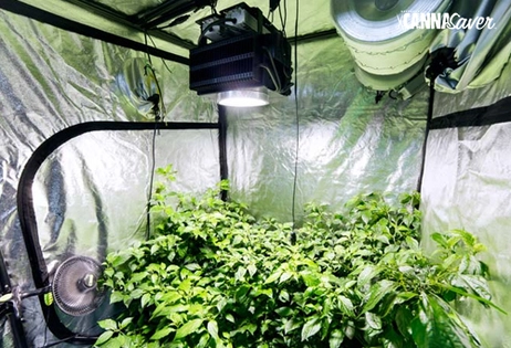10% Off All Growers Choice LED Lights