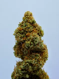 Top Shelf 1/8th for $25 All Strains
