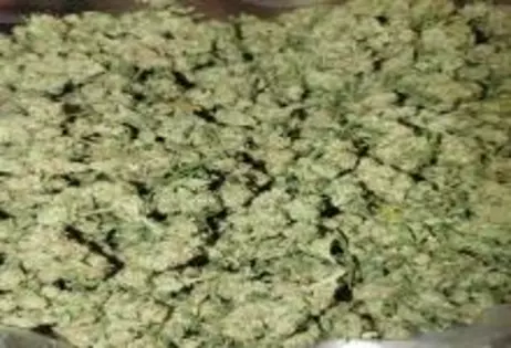 Sour D Ounce for $100 Out the door 